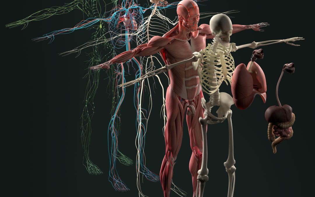 Understanding the Body Systems