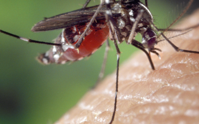 Why Do Some People Get Eaten Alive by Mosquitoes?